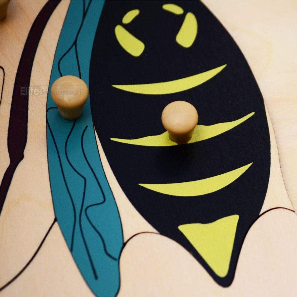 Rompecabezas de Botánica Montessori Elite 24x24 cm