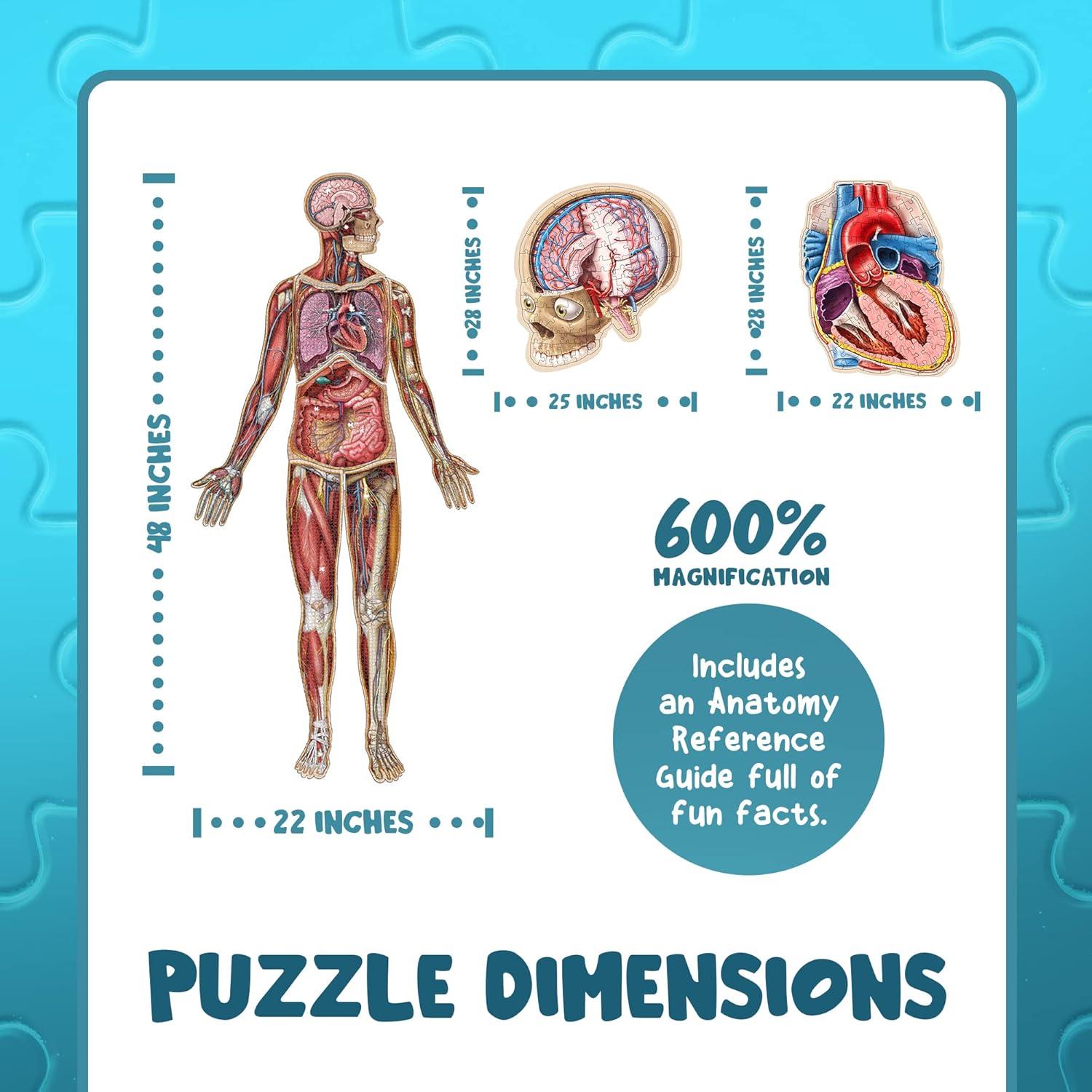 Rompecabezas de Anatomía Humana Genius Games 100 Piezas