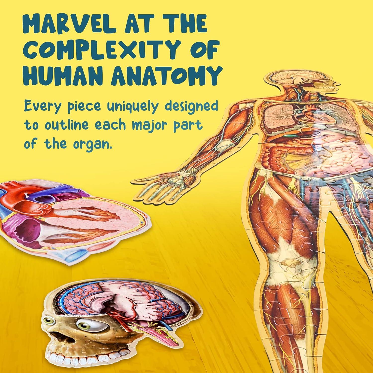Rompecabezas de Anatomía Humana Genius Games 100 Piezas