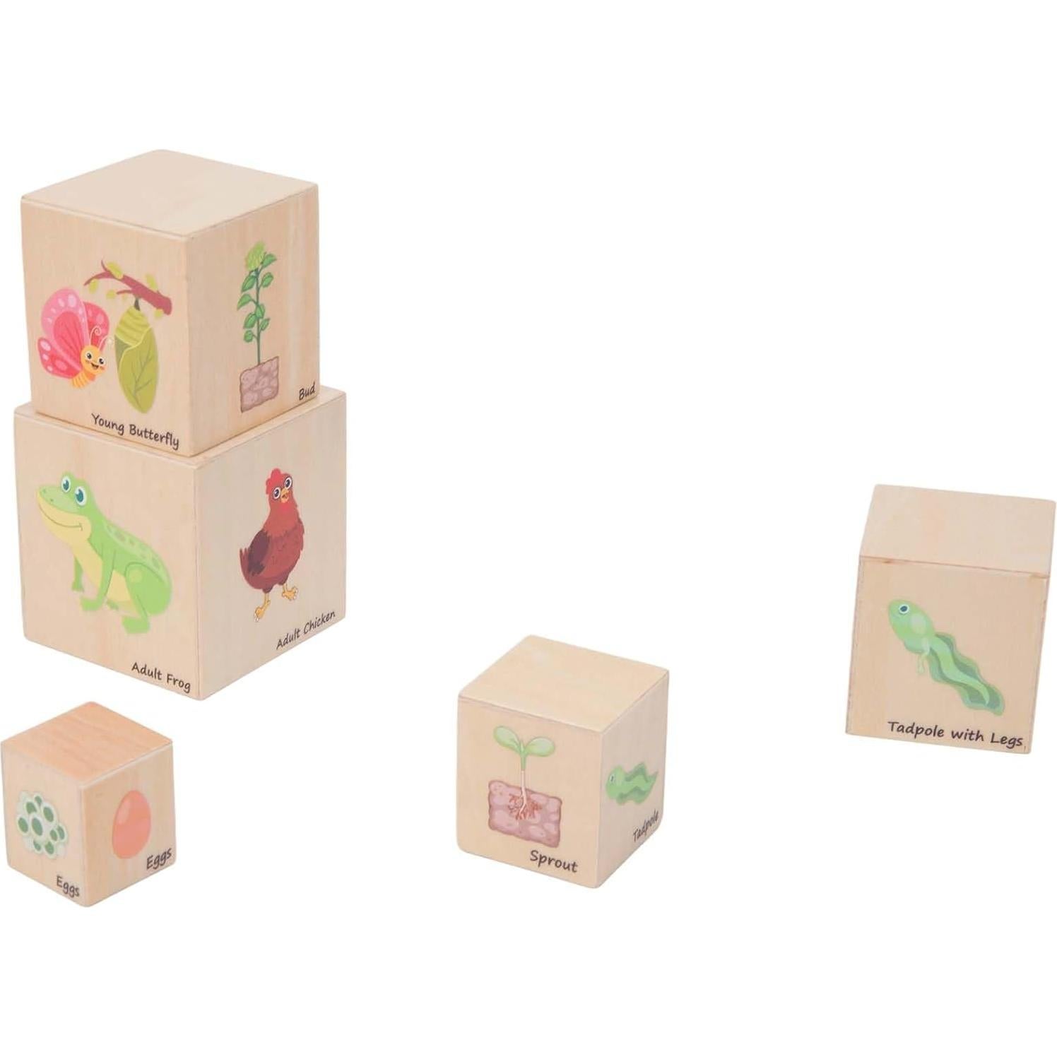 Bloques Anidados de Madera Montessori - Ciclos de Vida 5 Pcs