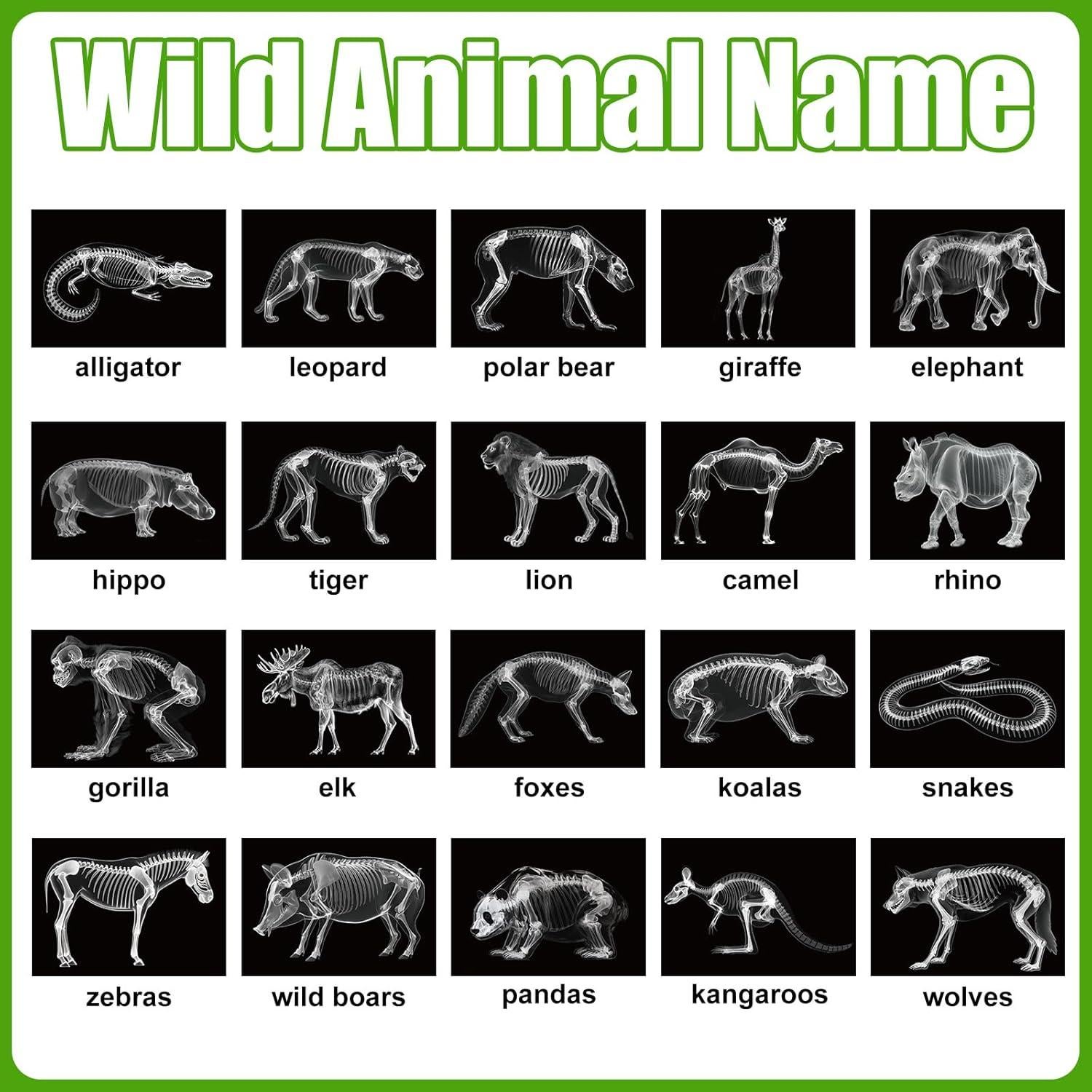 Kit Educativo Rayos X de Animales Chunful - 20 Piezas 29.7x21 cm