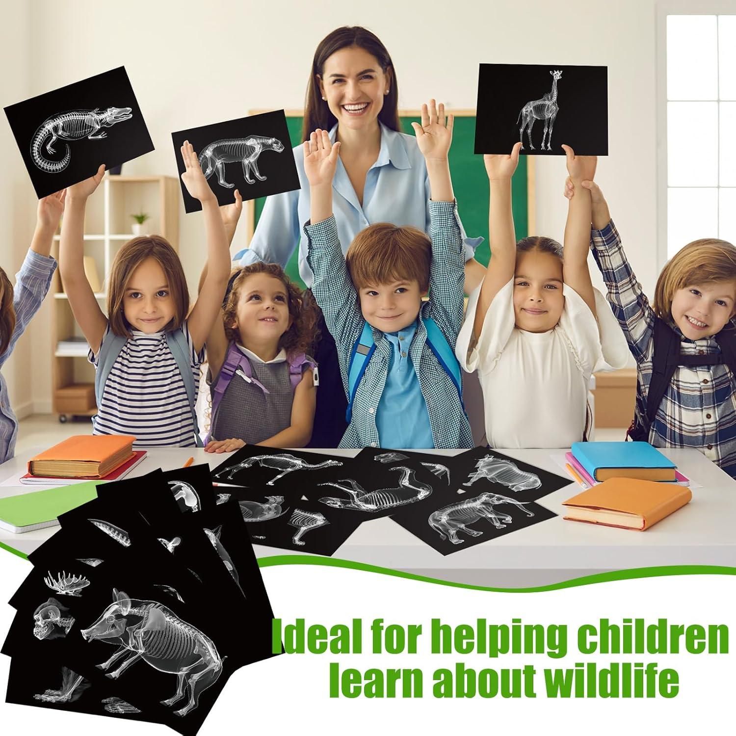 Kit Educativo Rayos X de Animales Chunful - 20 Piezas 29.7x21 cm