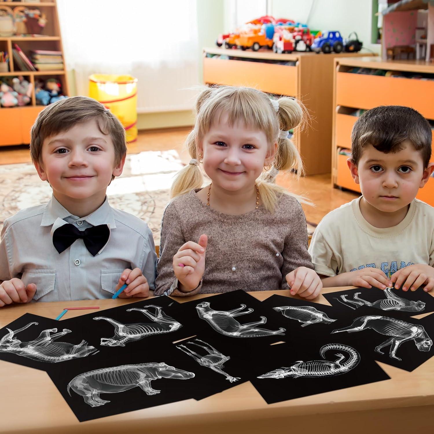 Kit Educativo Rayos X de Animales Chunful - 20 Piezas 29.7x21 cm