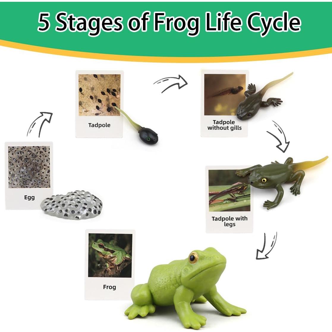 Juguetes de Aprendizaje Montessori Boticako - Ciclo de Vida Insectos