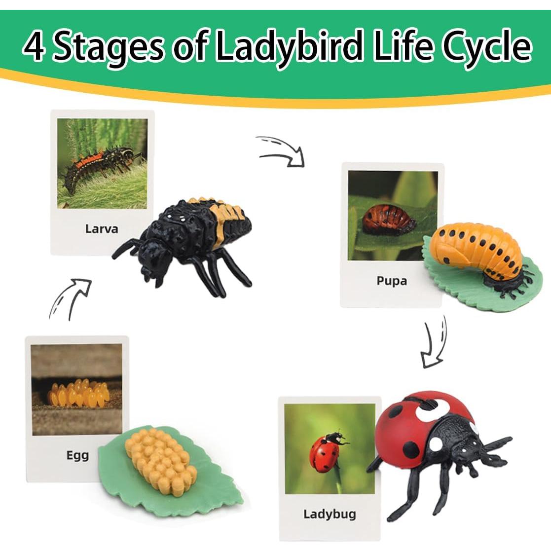 Juguetes de Aprendizaje Montessori Boticako - Ciclo de Vida Insectos