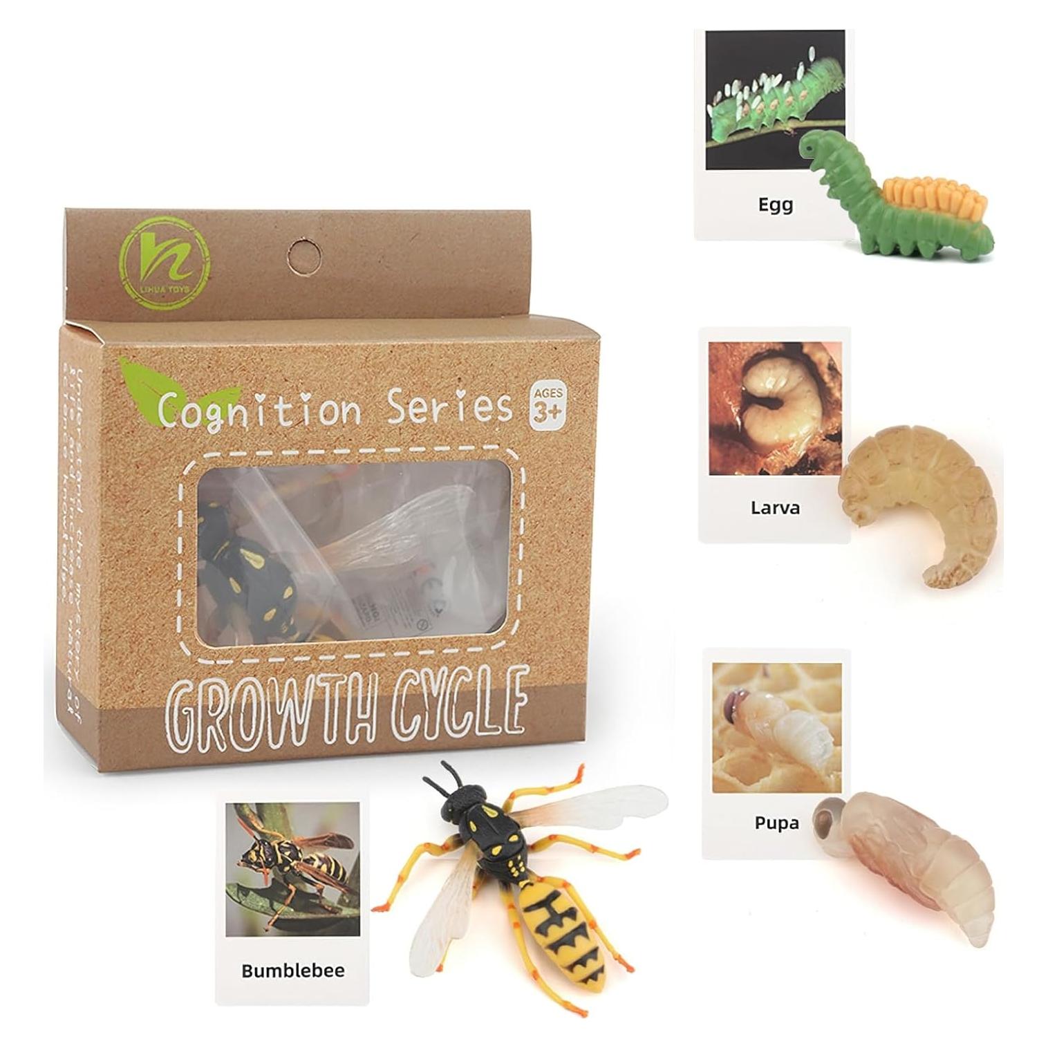 Figuras Ciclo de Vida Abeja Reina Montessori MIKNEKE