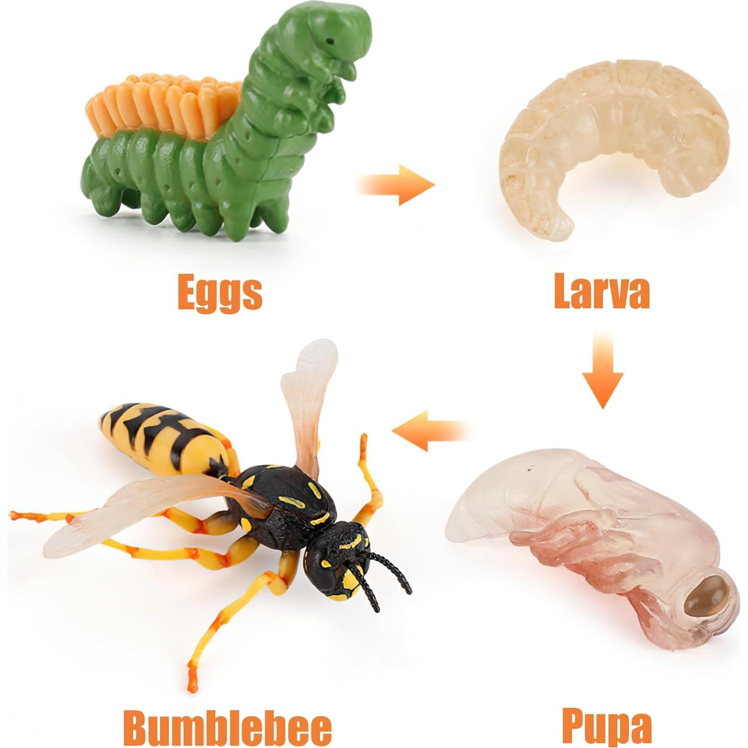 Figuras Ciclo de Vida Abeja Reina Montessori MIKNEKE
