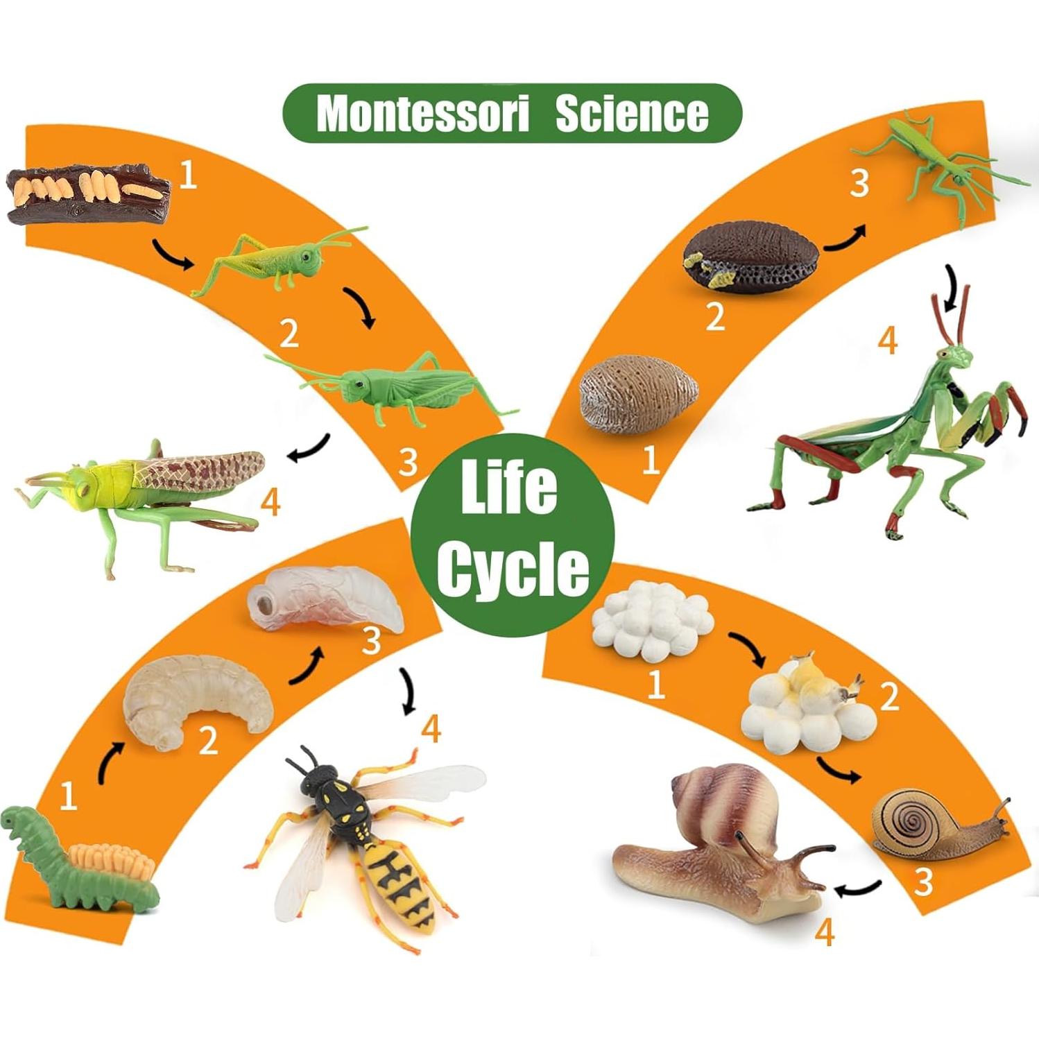 Figuras Ciclo de Vida Abeja Reina Montessori MIKNEKE