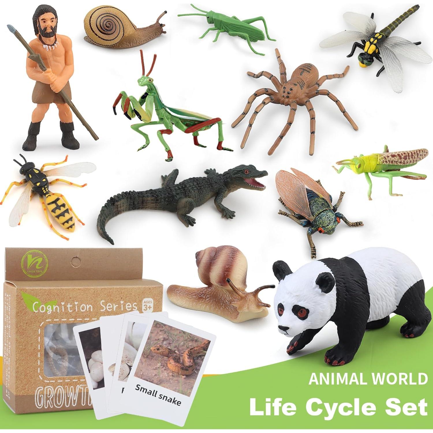 Figuras Ciclo de Vida Abeja Reina Montessori MIKNEKE