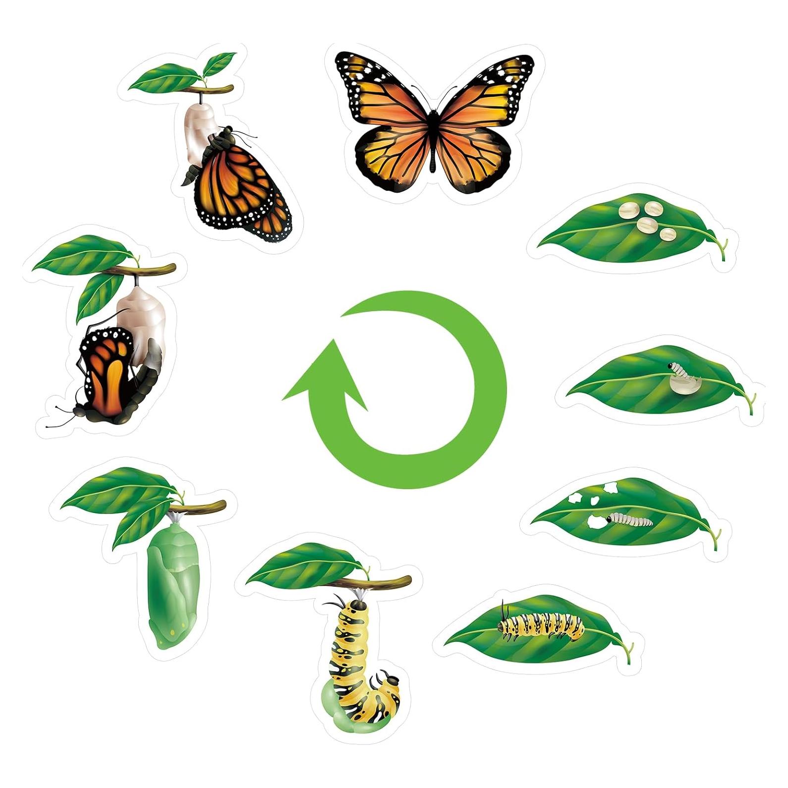 Juguetes Magnéticos Ciclo de Vida Mariposa Relaxweex 9 Piezas