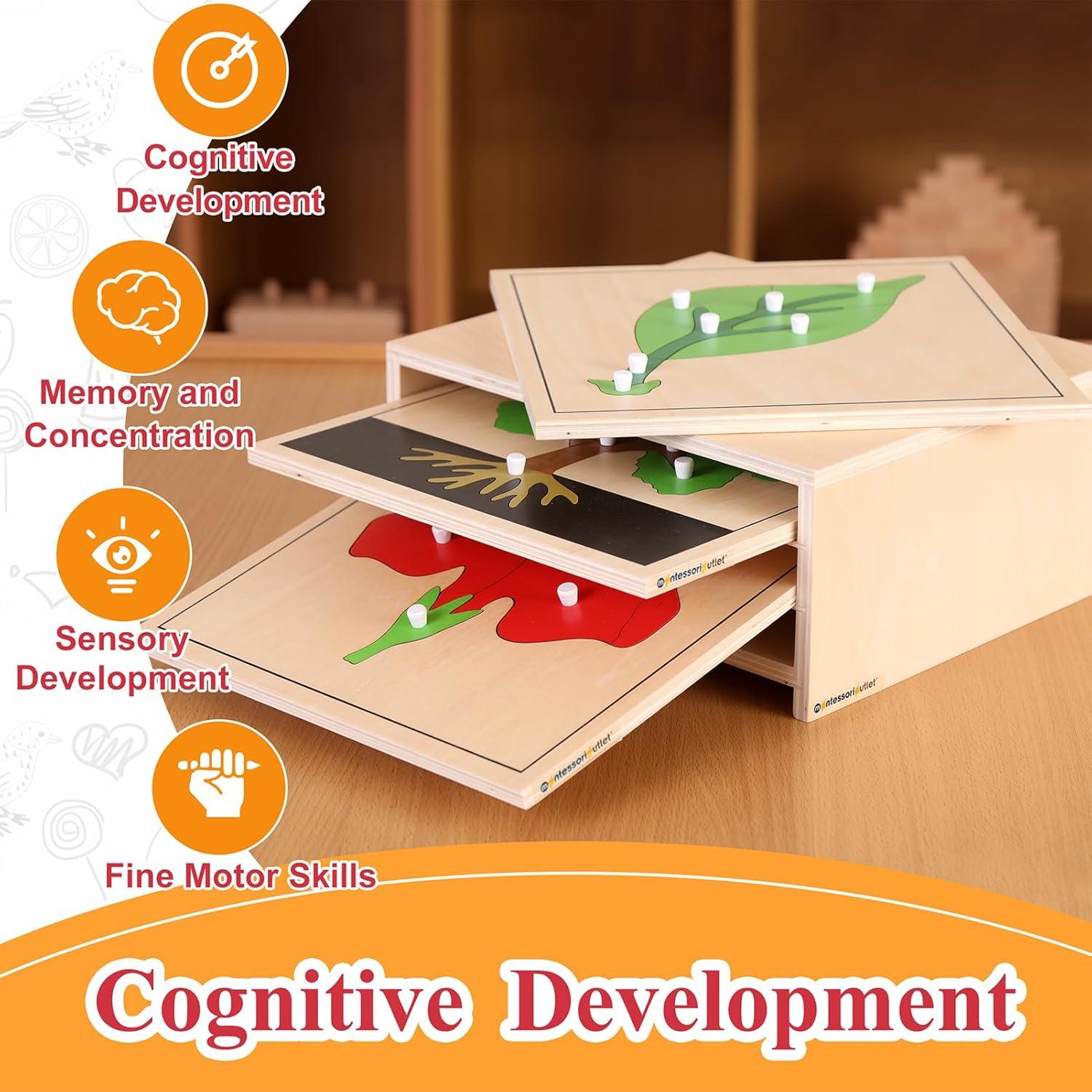 Gabinete de Rompecabezas de Botánica Montessori Outlet 3 Estantes