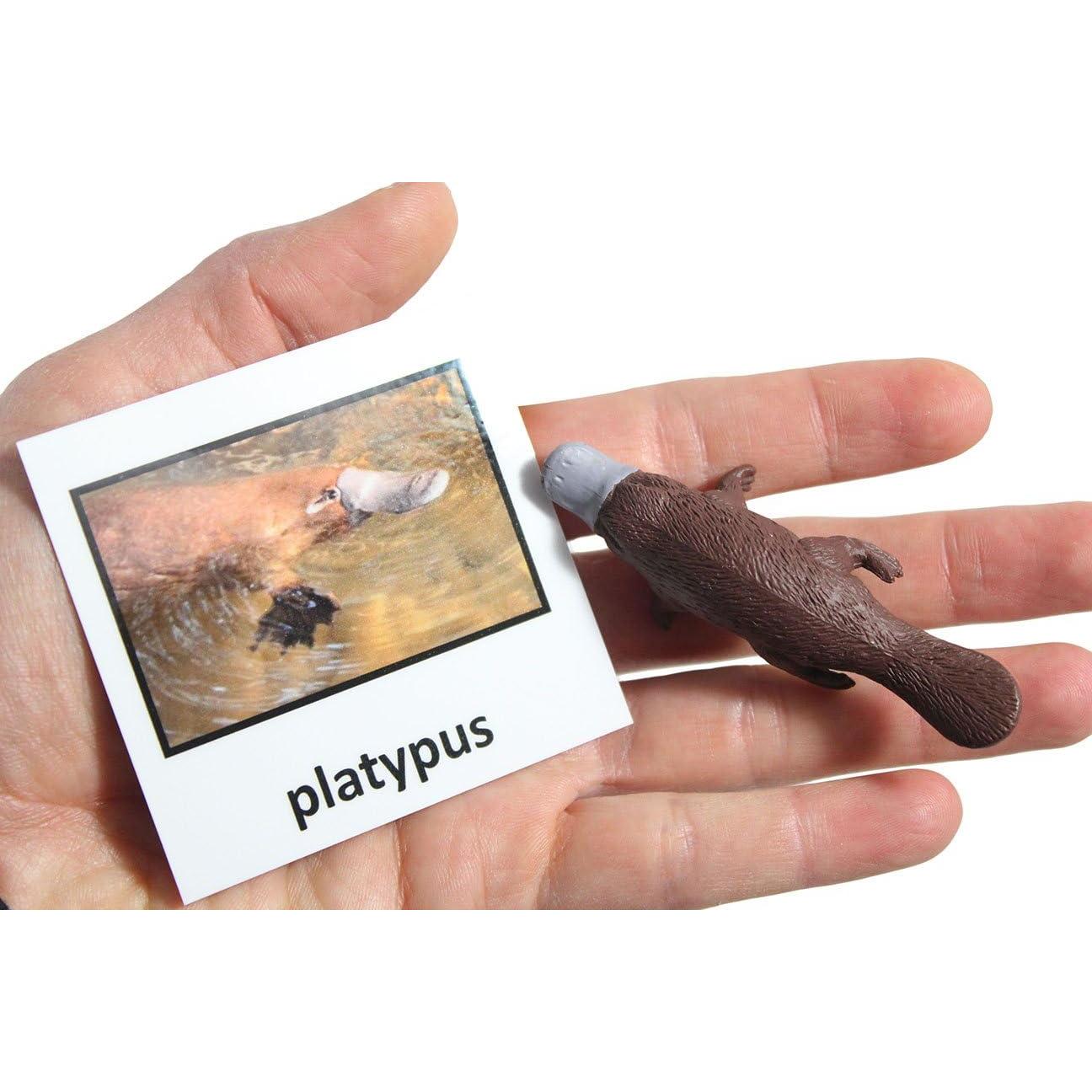 Juego de Emparejamiento de Animales Australianos Curious Minds