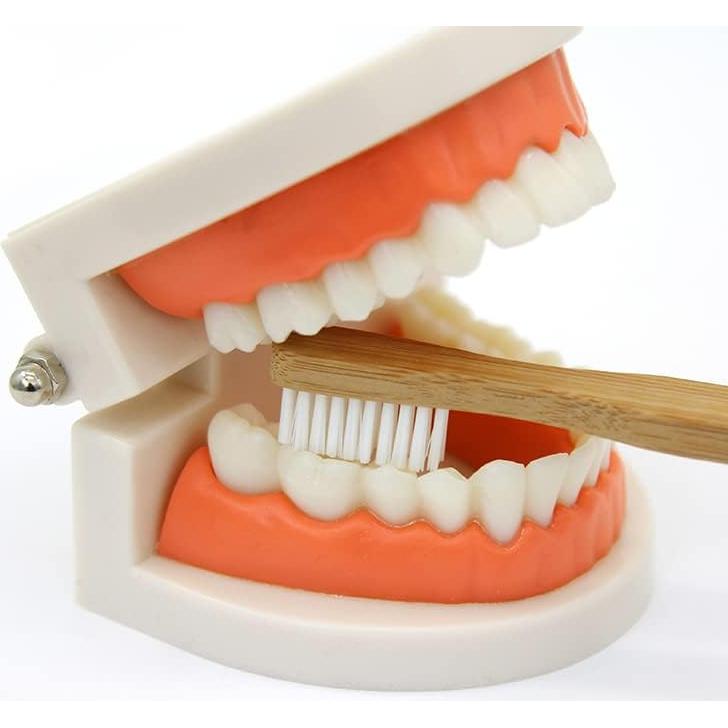 Set de Actividad Montessori de Cepillado de Dientes Kiddison