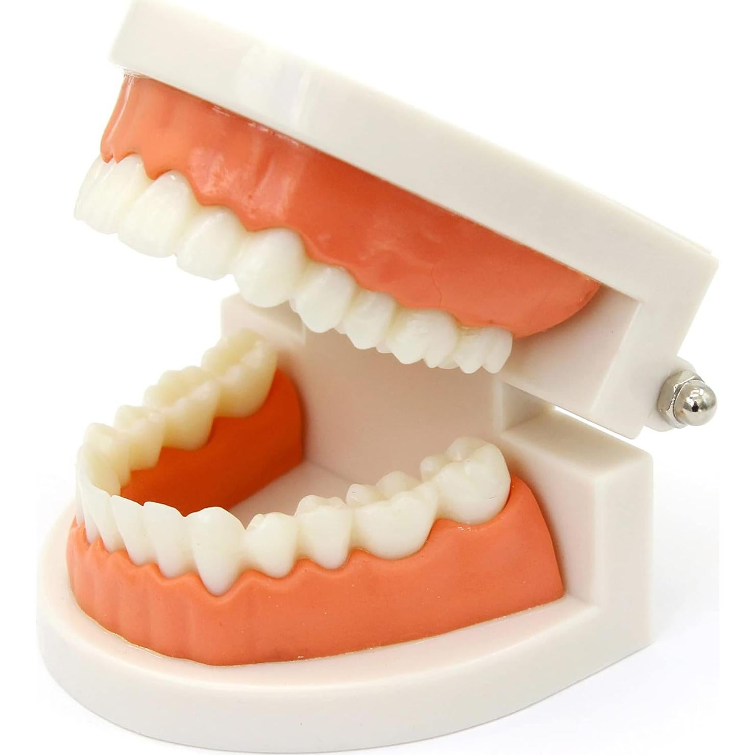 Set de Actividad Montessori de Cepillado de Dientes Kiddison