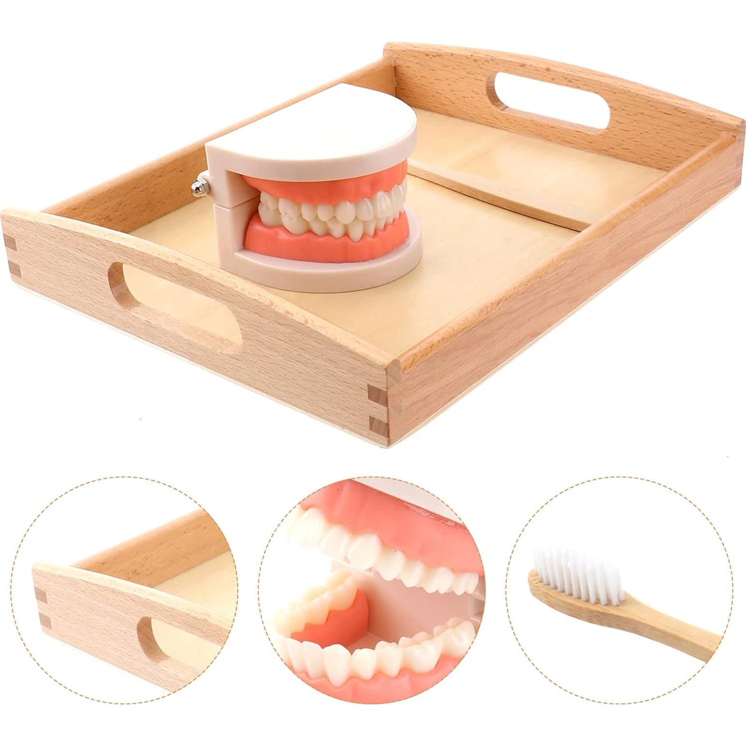Set Montessori de Cepillado de Dientes STOBOK para Niños