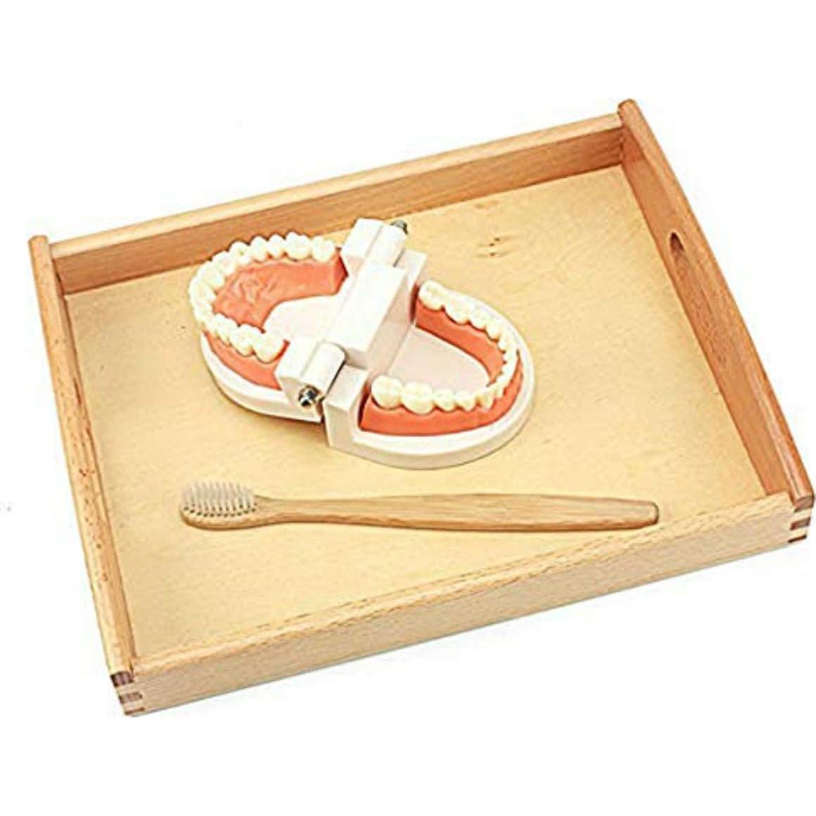 Juguete Educativo DANNI Montessori Cepillado de Dientes Madera