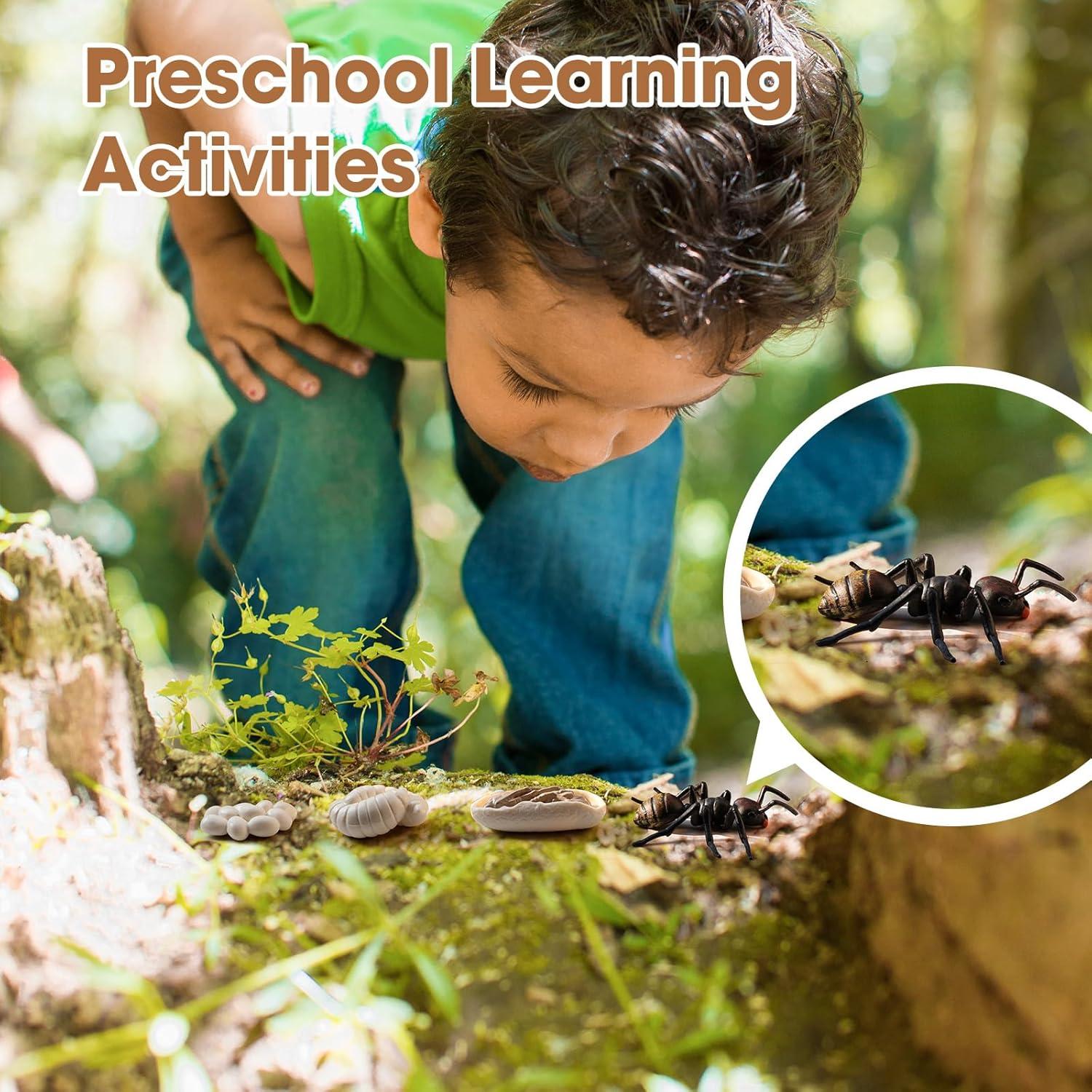 Juego Educativo Ciclo de Vida Pollo y Hormiga MEROCO