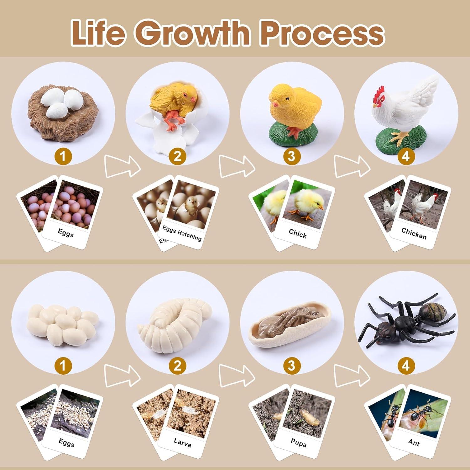 Juego Educativo Ciclo de Vida Pollo y Hormiga MEROCO