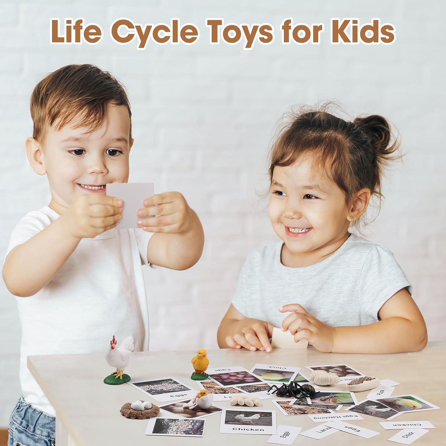 Juego Educativo Ciclo de Vida Pollo y Hormiga MEROCO