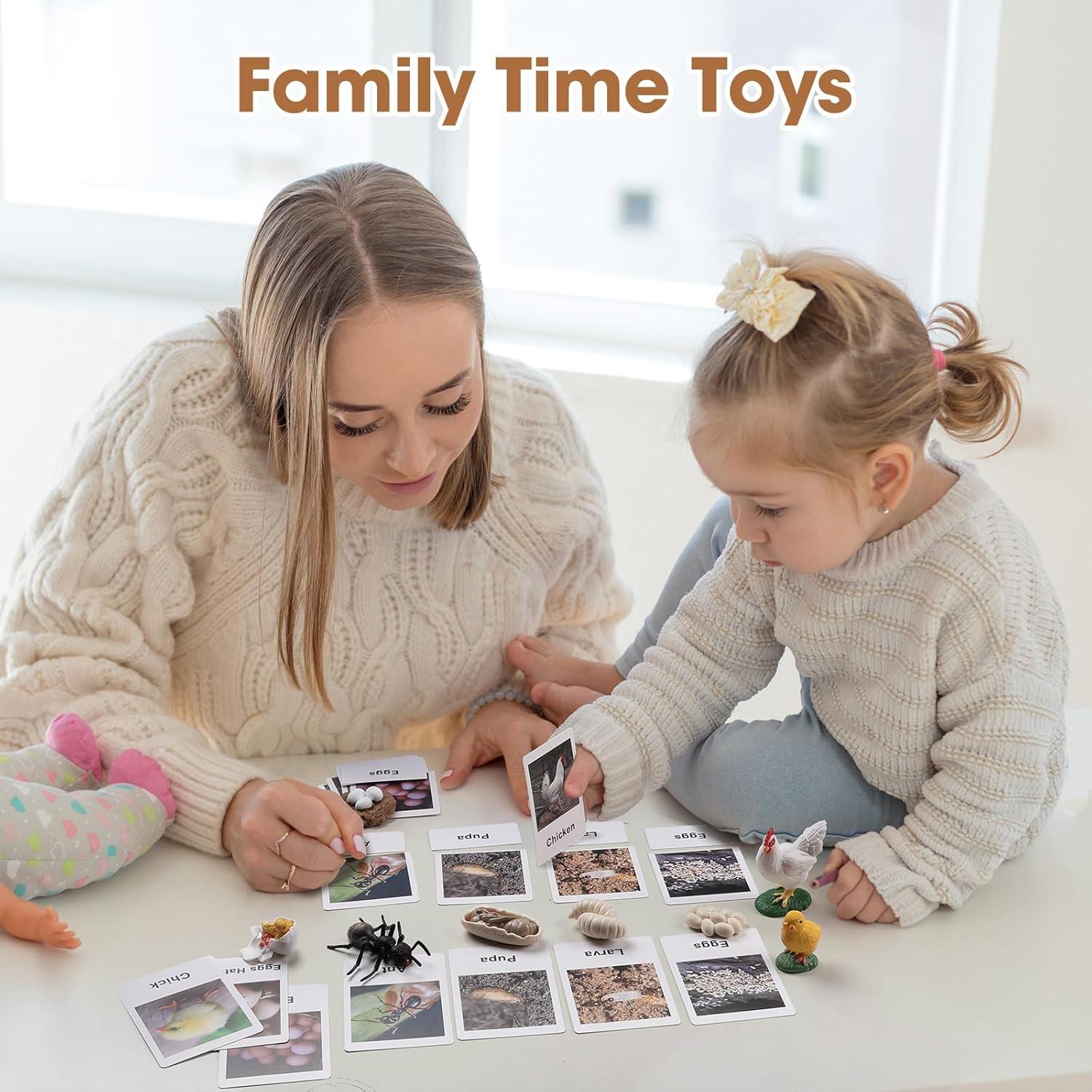 Juego Educativo Ciclo de Vida Pollo y Hormiga MEROCO