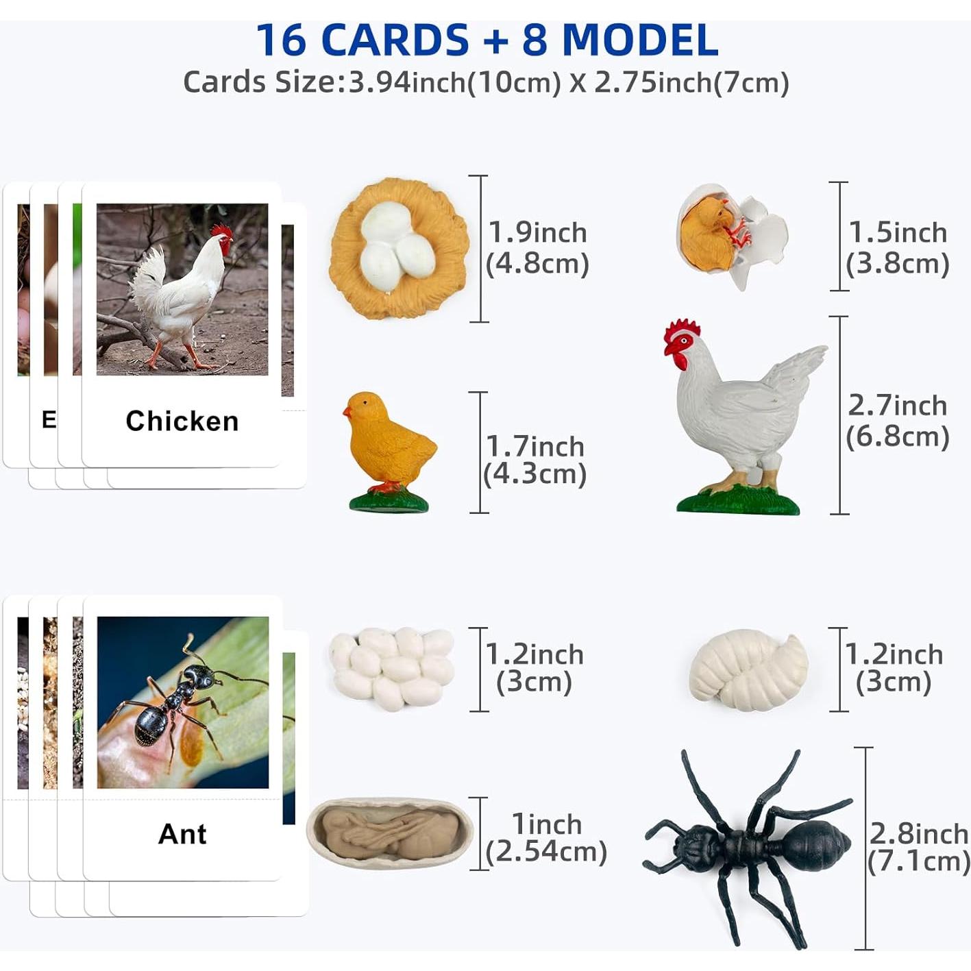 Juego Educativo Ciclo de Vida Pollo y Hormiga MEROCO