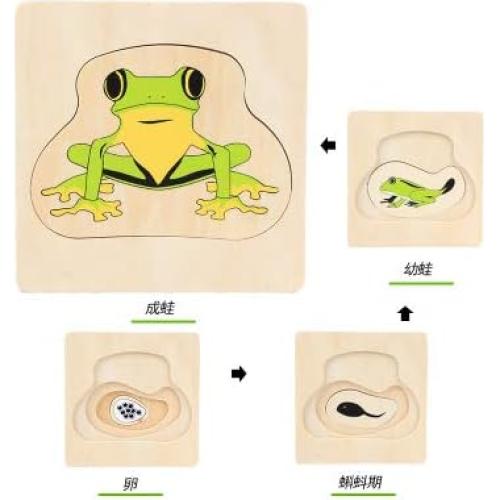 Ciclo de Vida de la Rana Montessori - Juguete Educativo de Madera