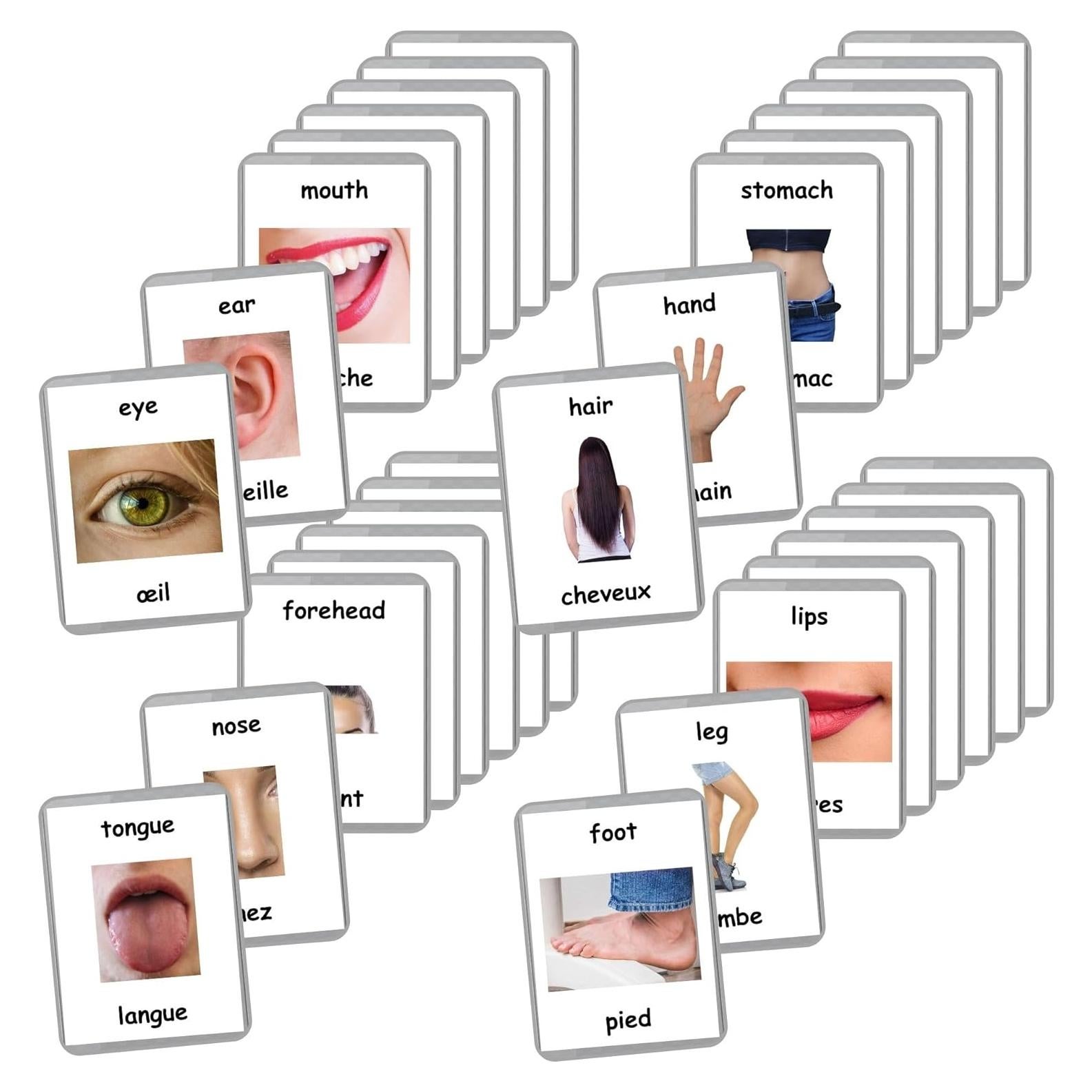 Tarjetas de Flash Bilingües Francés-Inglés LifeLoLo - Partes del Cuerpo