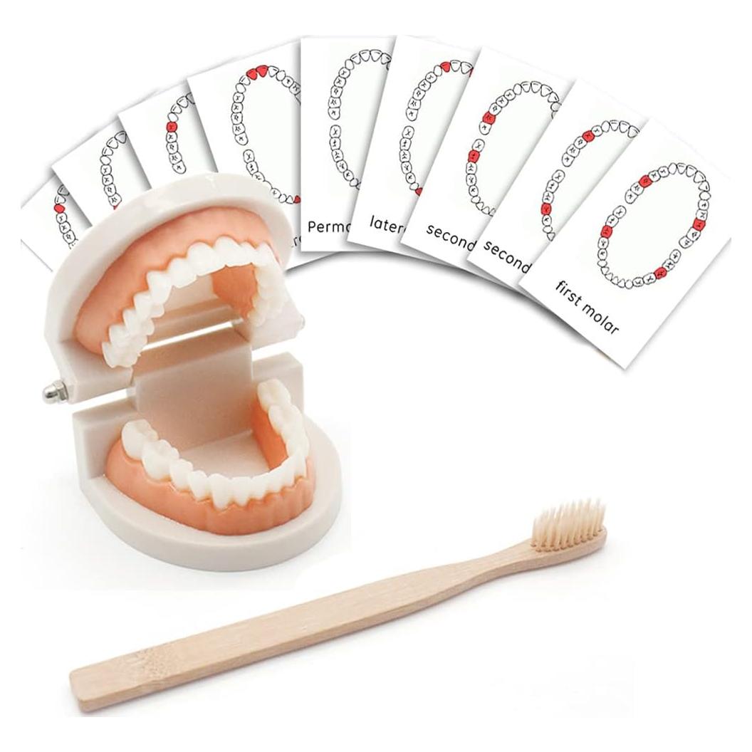 Juego de Dentista para Niños MEROCO con Dientes y Cepillo