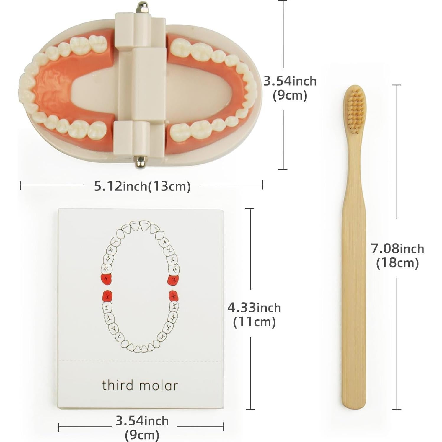 Juego de Dentista para Niños MEROCO con Dientes y Cepillo