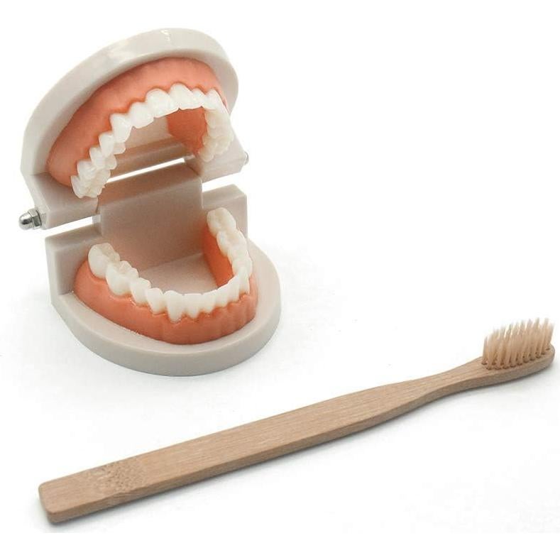 Juego de Dentista para Niños MEROCO con Dientes y Cepillo