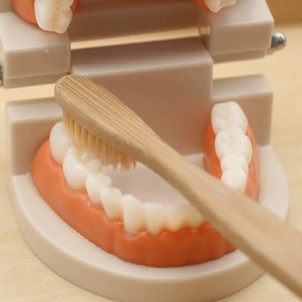 Juego de Dentista para Niños MEROCO con Dientes y Cepillo