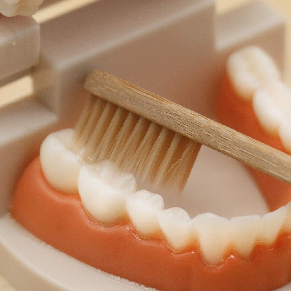 Juego de Dentista para Niños MEROCO con Dientes y Cepillo