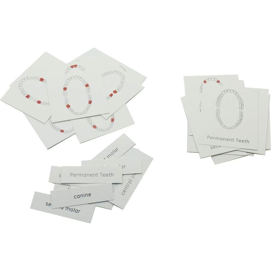 Juego de Dentista para Niños MEROCO con Dientes y Cepillo