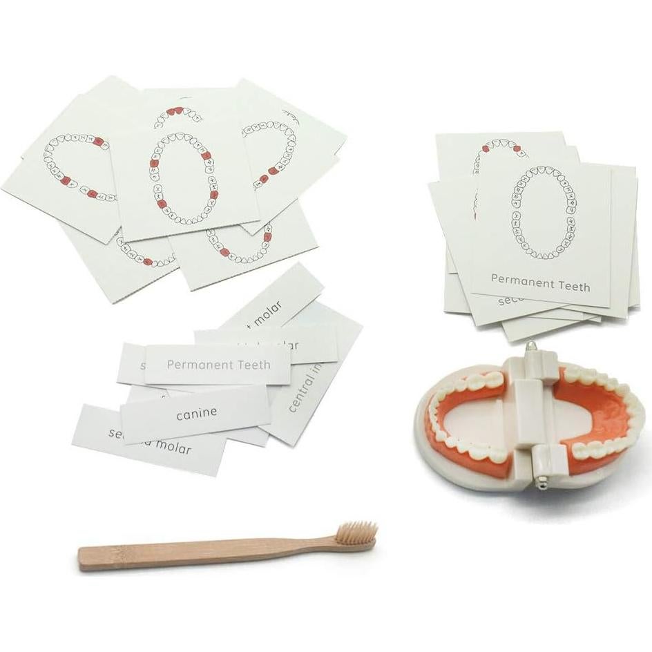 Juego de Dentista para Niños MEROCO con Dientes y Cepillo