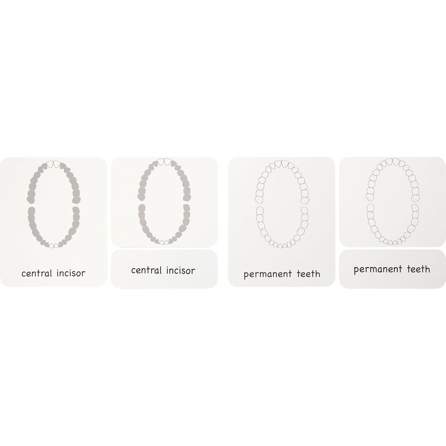 Bandeja de Presentación para Cepillado de Dientes Kiddison - Montessori