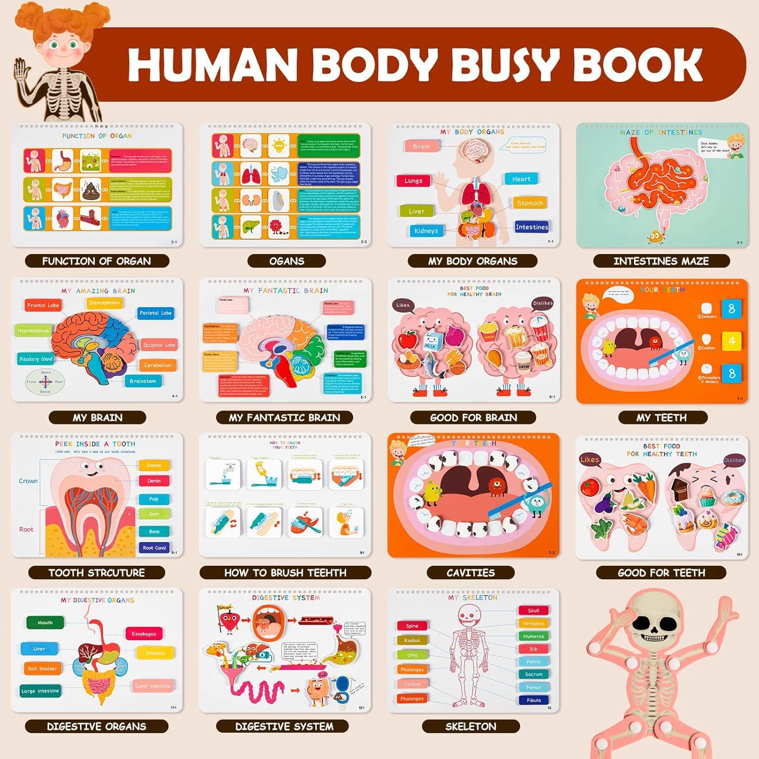 Libro Ocupado Montessori Freebear Anatomía Cuerpo Humano 0-6 Años