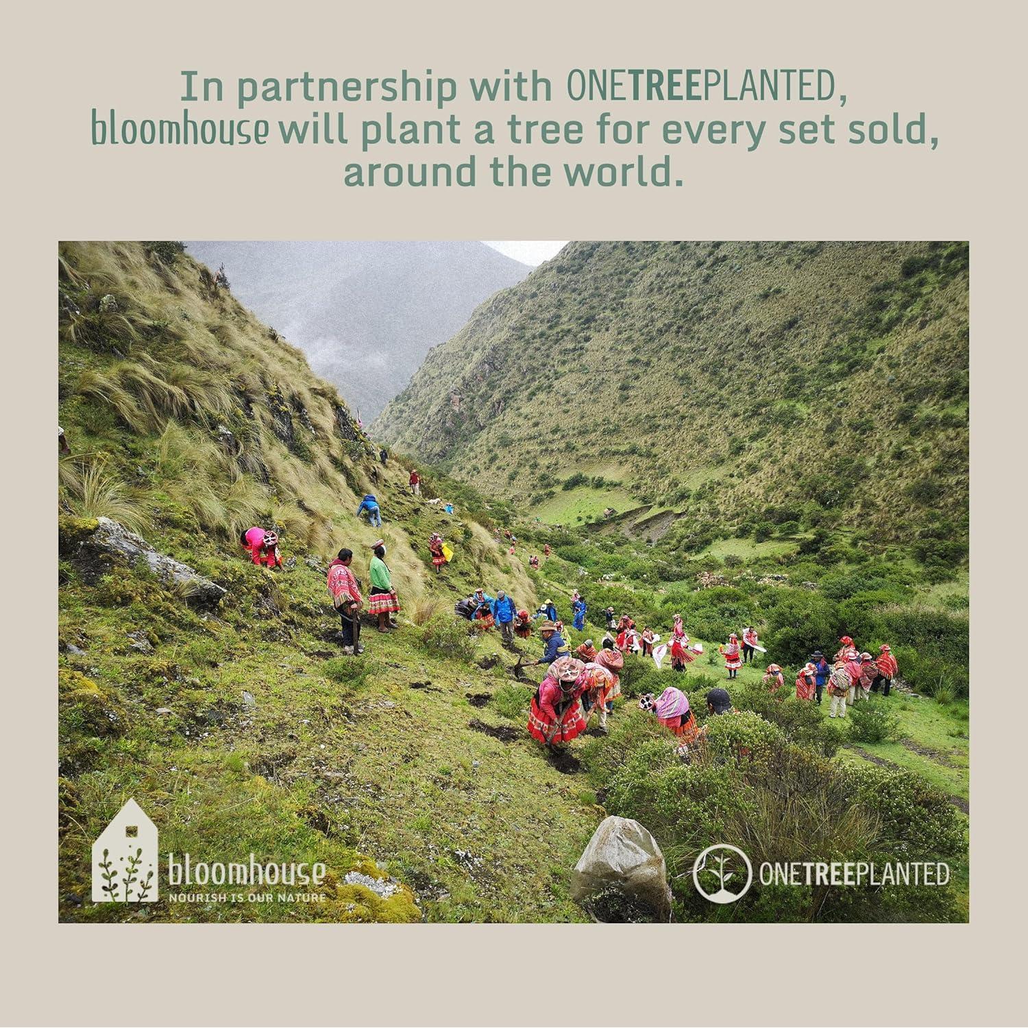 Cuchillo Santoku 7" Bloomhouse - Acero Alemán y Mango de Olivo