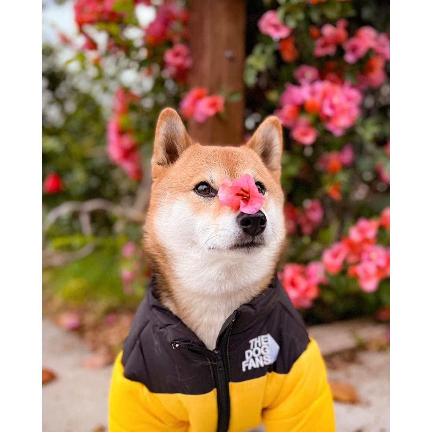 Abrigo ChoChoCho para Perros XL Amarillo - Invierno Cálido