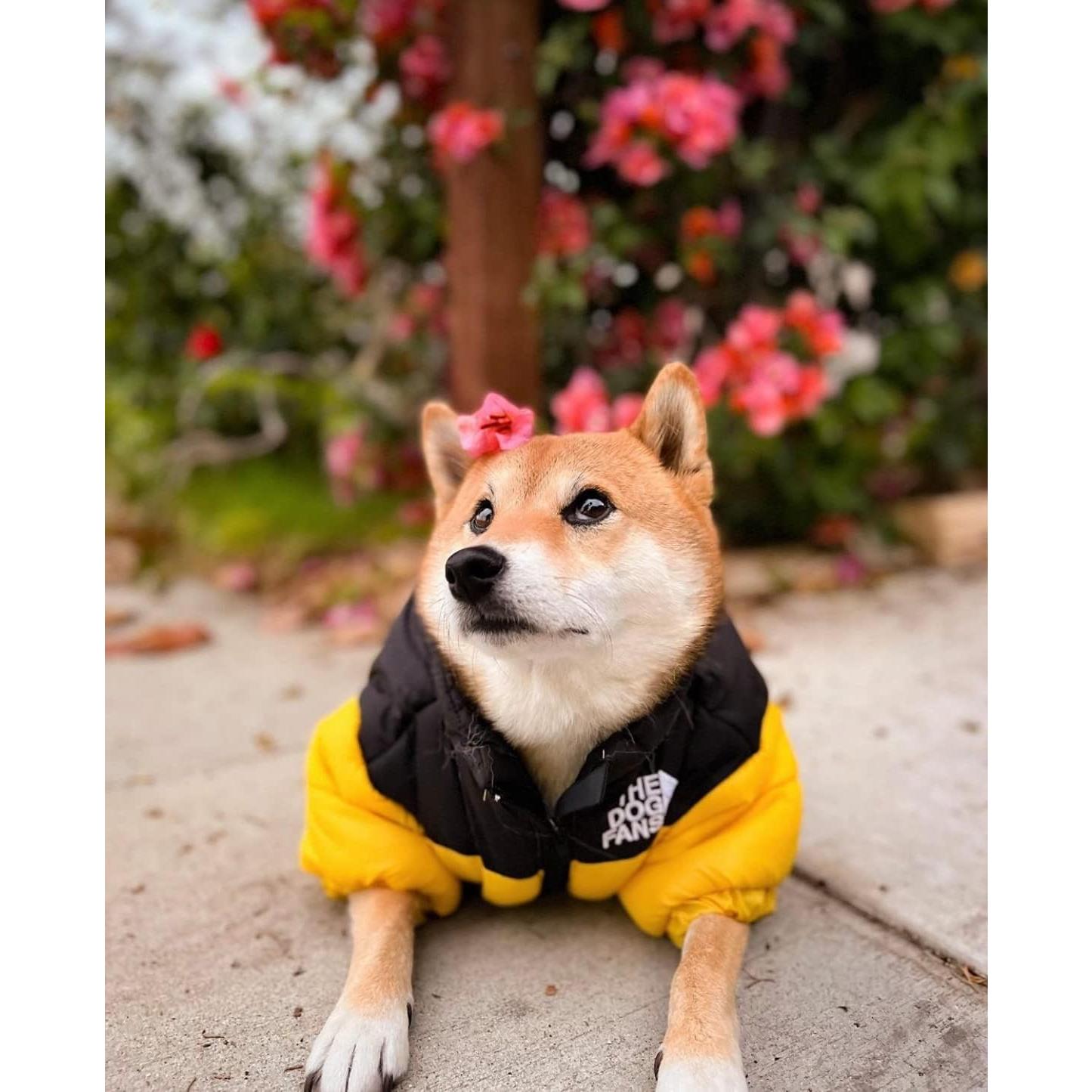 Abrigo ChoChoCho para Perros XL Amarillo - Invierno Cálido