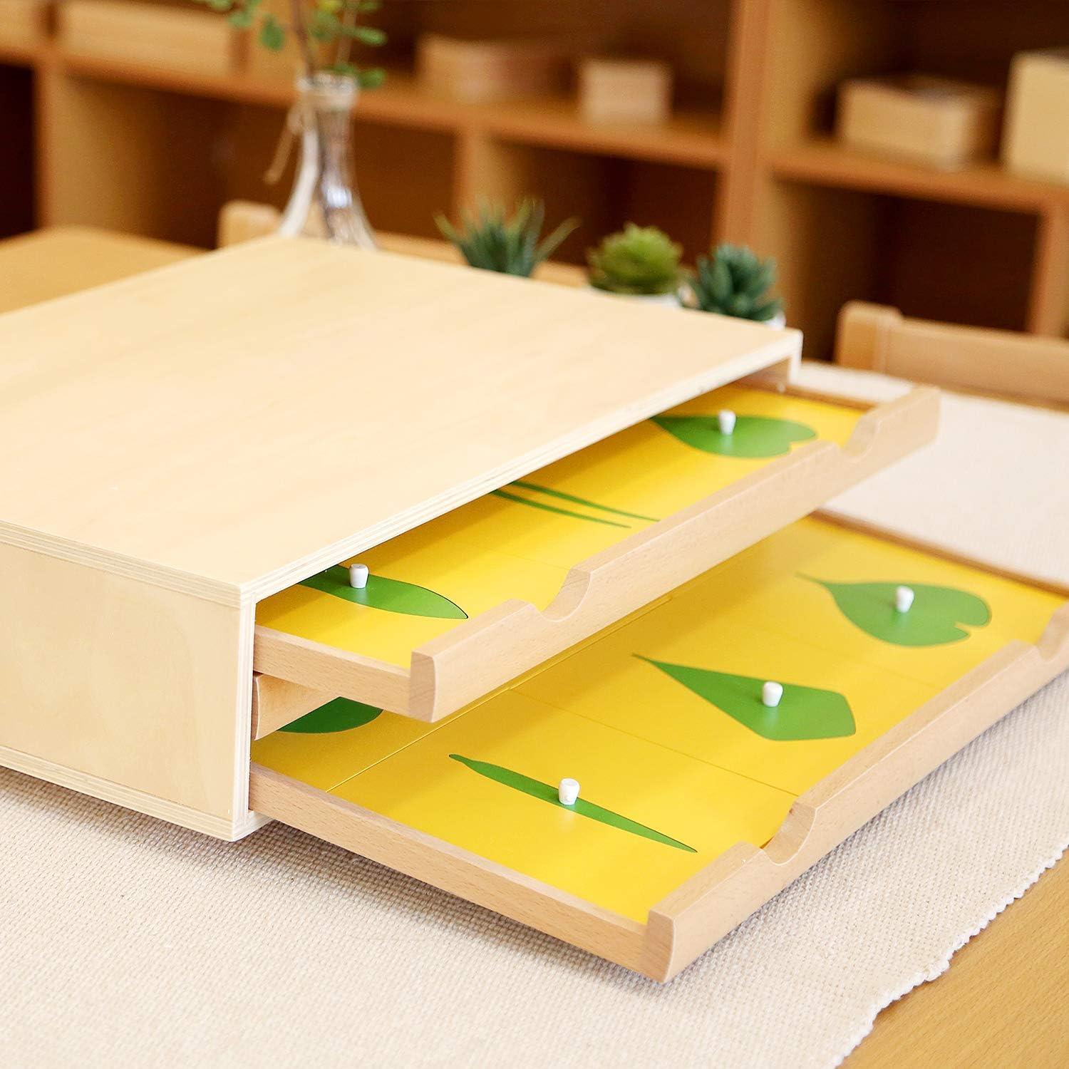 Gabinete de Botánica Montessori Outlet para Niños 3-6 Años