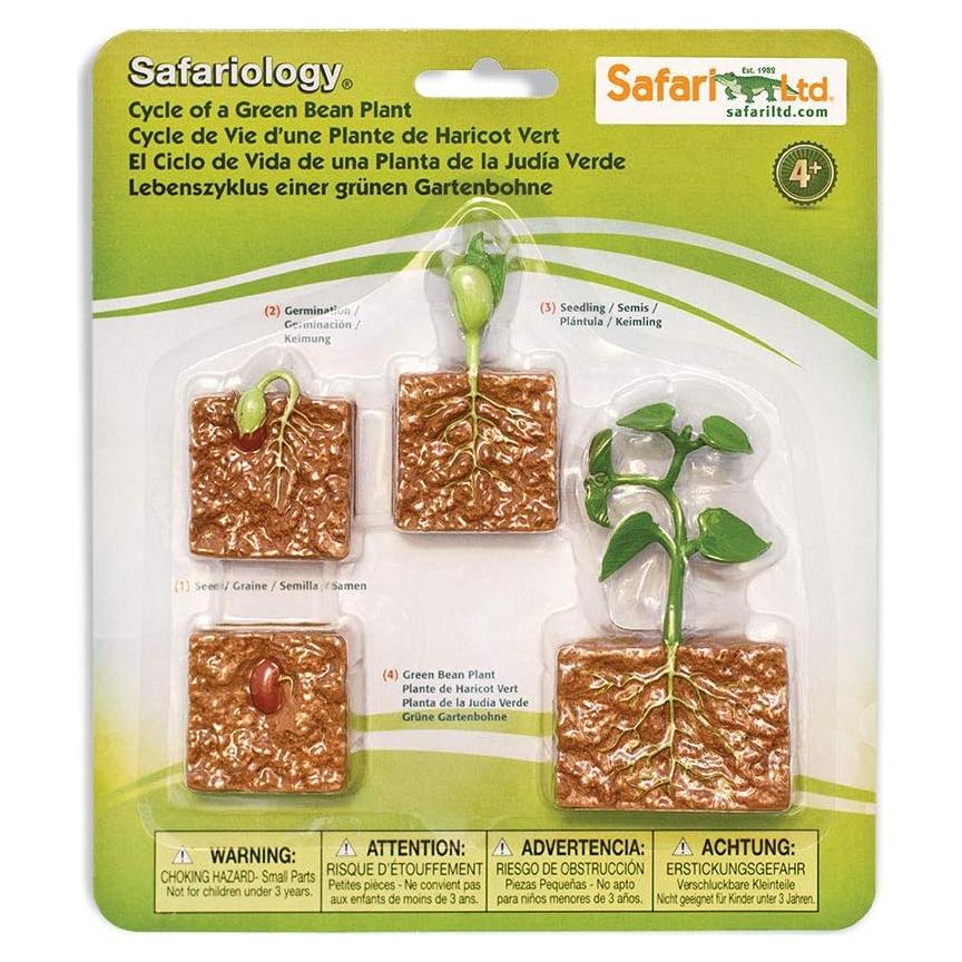Figuras Educativas Ciclo de Vida Planta Frijol Verde Safari Ltd