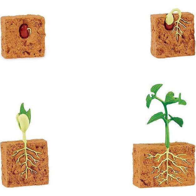 Figuras Educativas Ciclo de Vida Planta Frijol Verde Safari Ltd