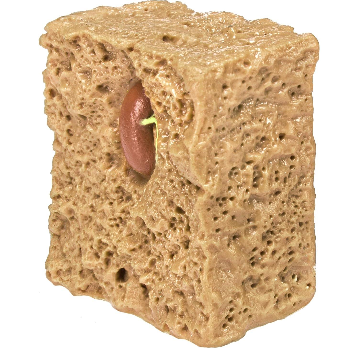 Figuras Educativas Ciclo de Vida Planta Frijol Verde Safari Ltd