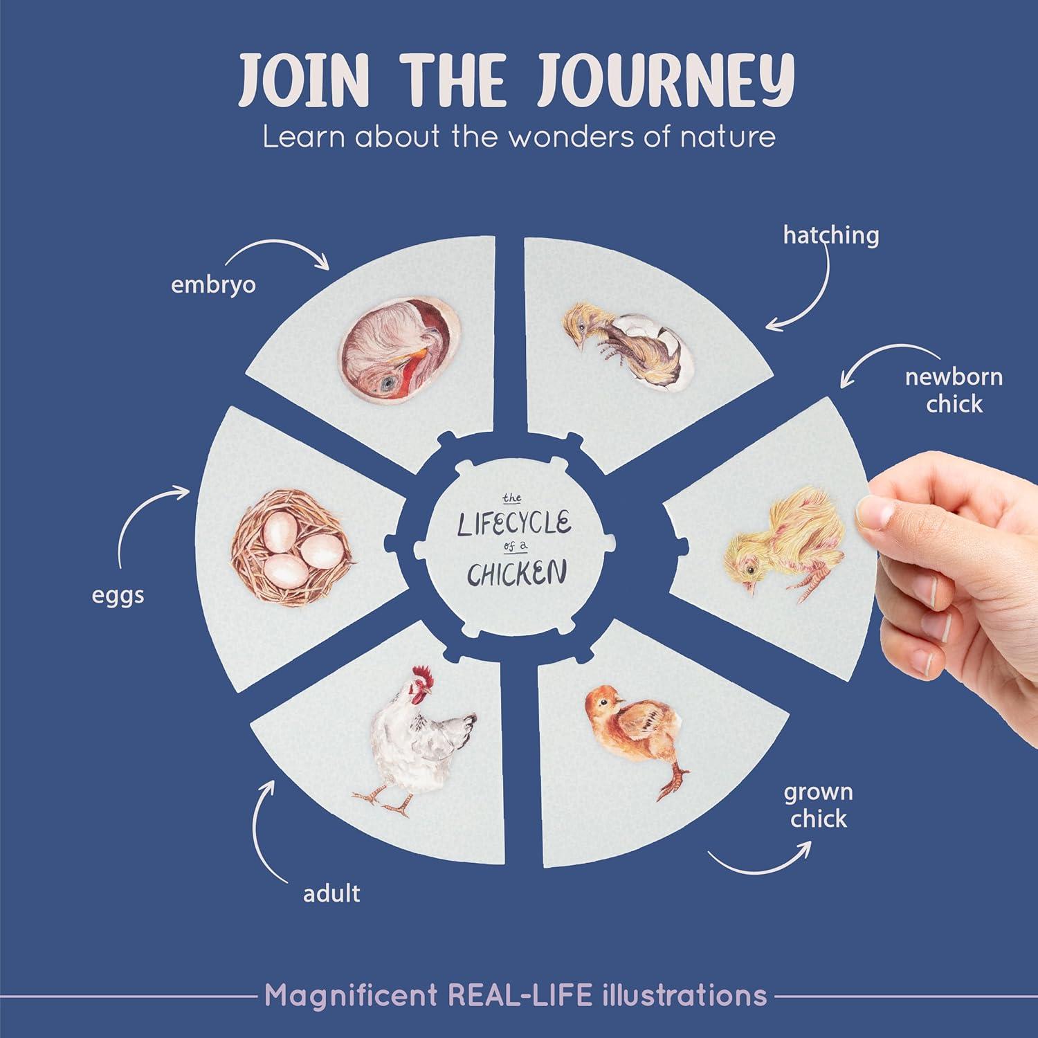 Conjunto de Rompecabezas del Ciclo de Vida Spark Innovations - 8 Piezas