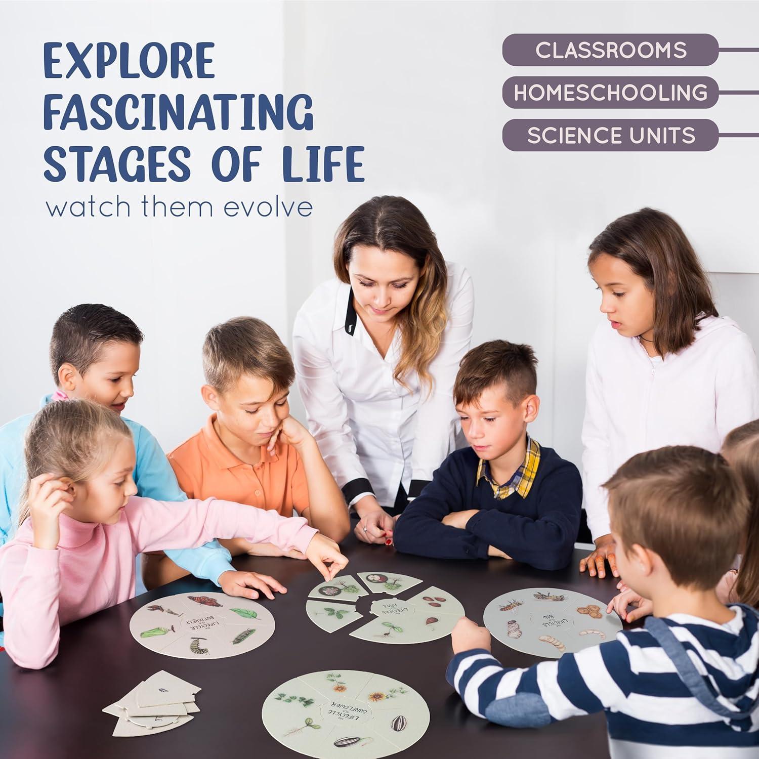 Conjunto de Rompecabezas del Ciclo de Vida Spark Innovations - 8 Piezas