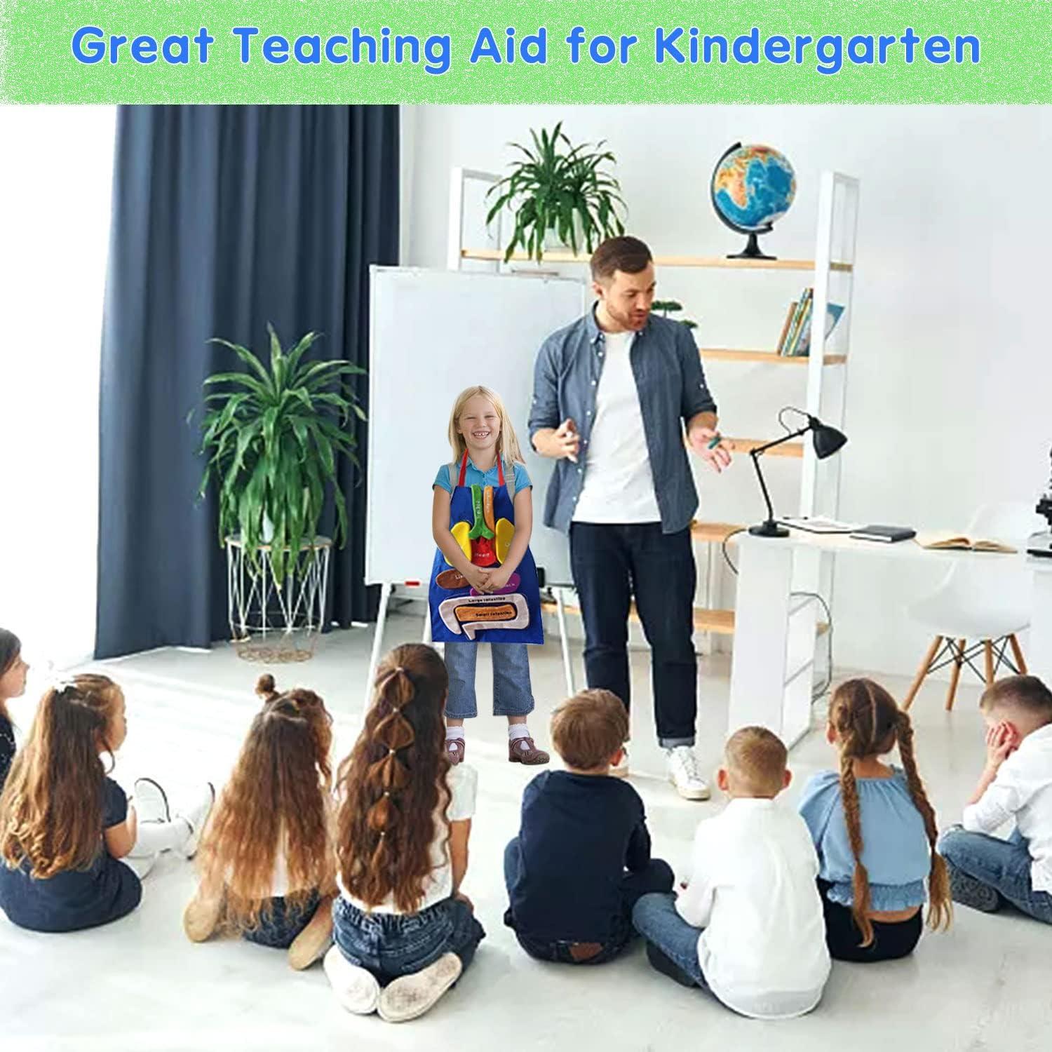 Delantal Educativo 3D de Órganos BOCZIF para Niños