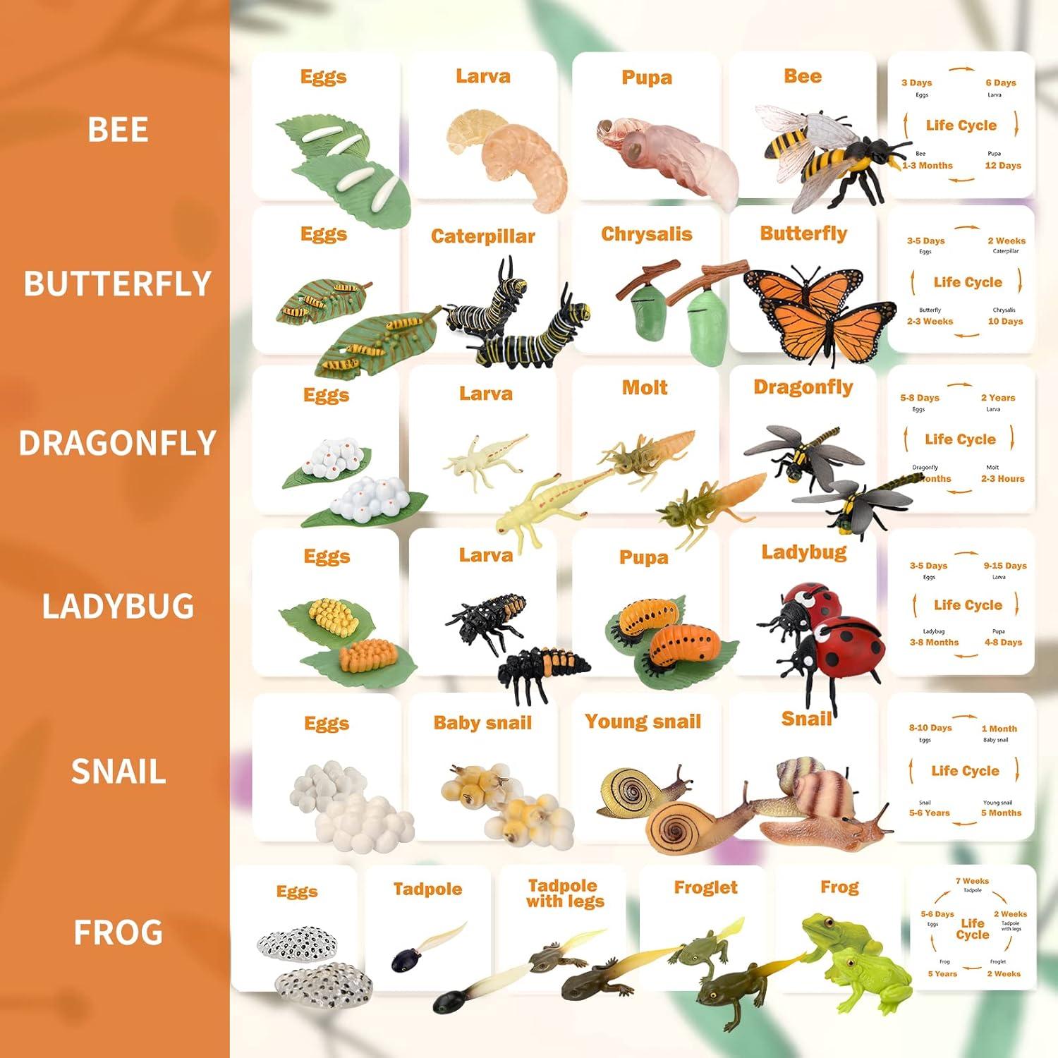 Figuritas Ciclo de Vida Animal Montessori MIKNEKE 6 Piezas
