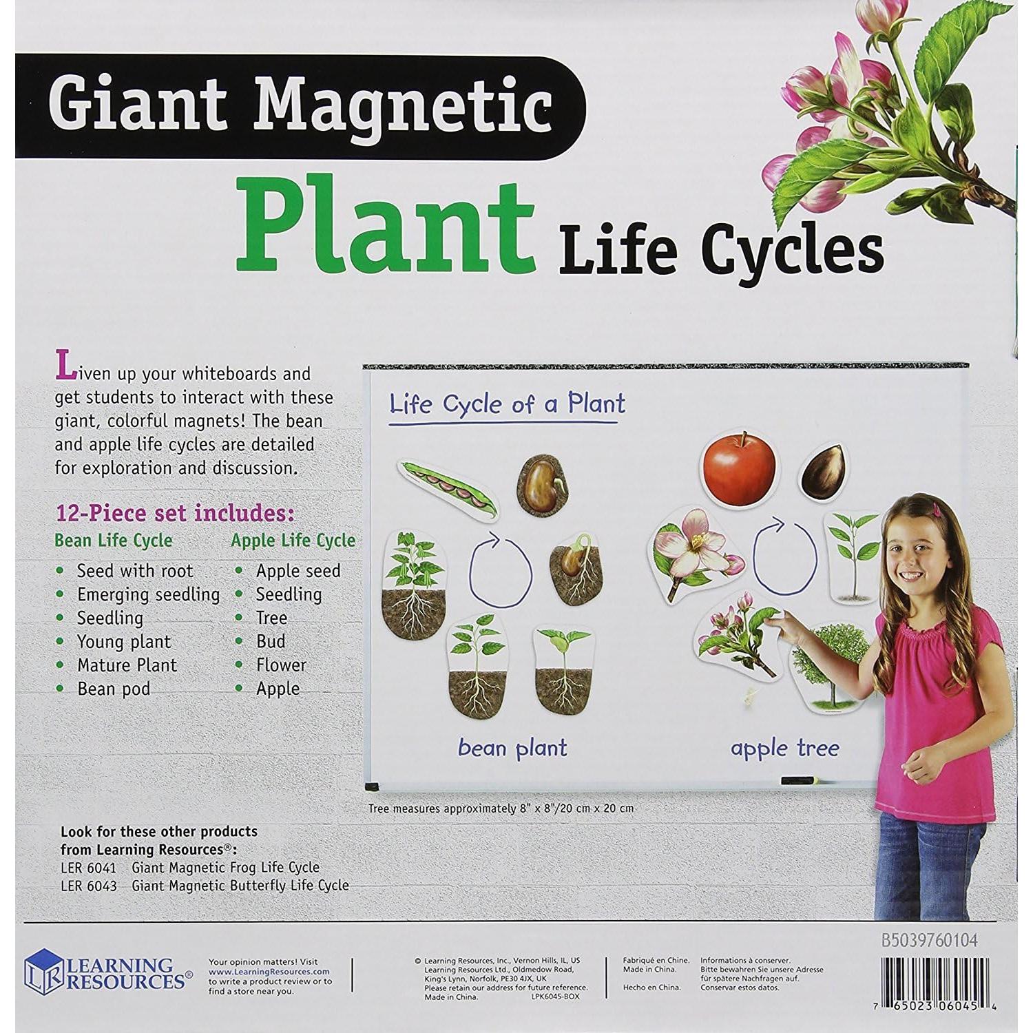 Ciclo de Vida de Plantas Magnético Gigante Learning Resources - 12 Piezas