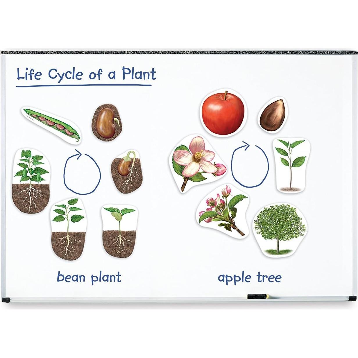 Ciclo de Vida de Plantas Magnético Gigante Learning Resources - 12 Piezas
