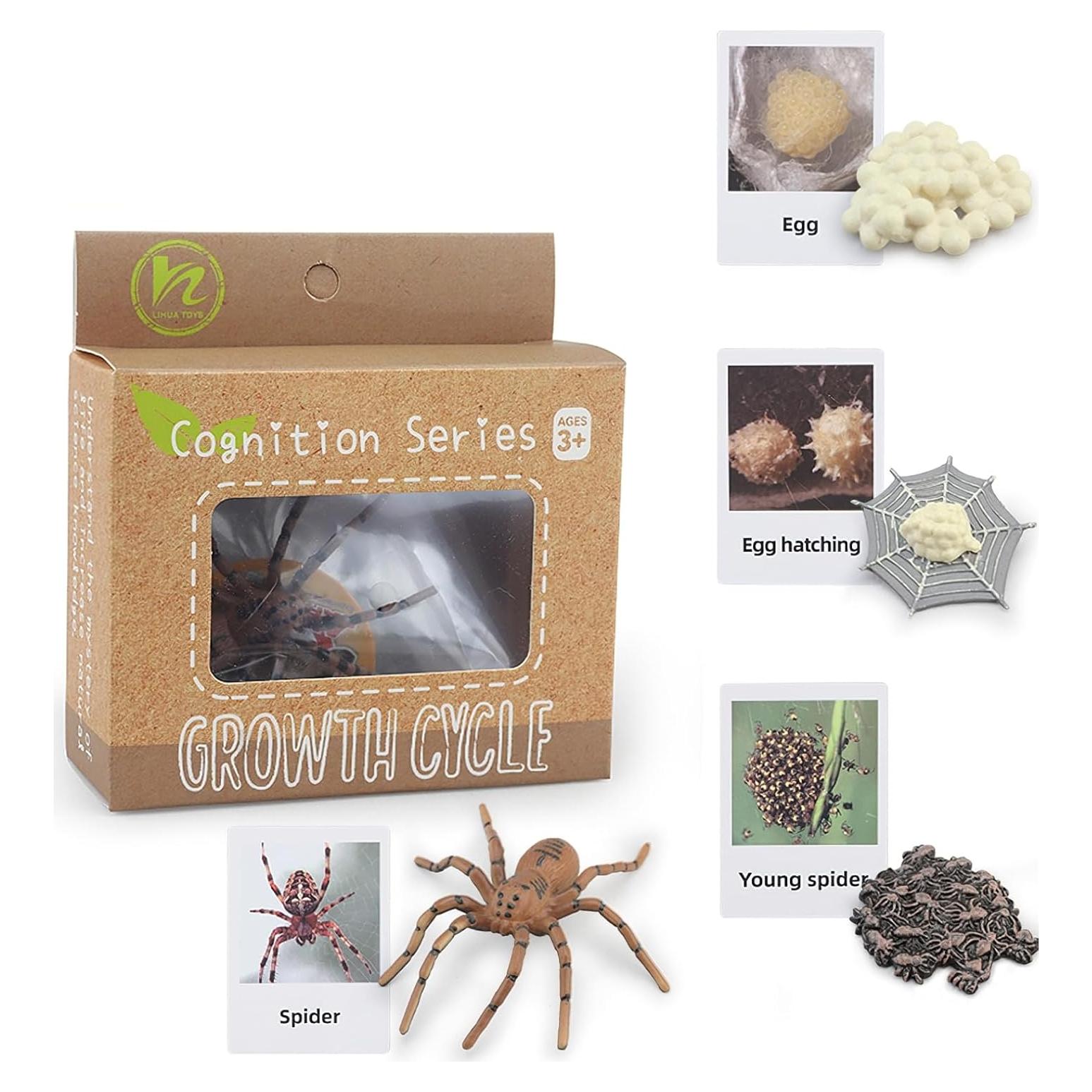 Figuras de Ciclo de Vida de Animales MIKNEKE - Araña y Tarjetas
